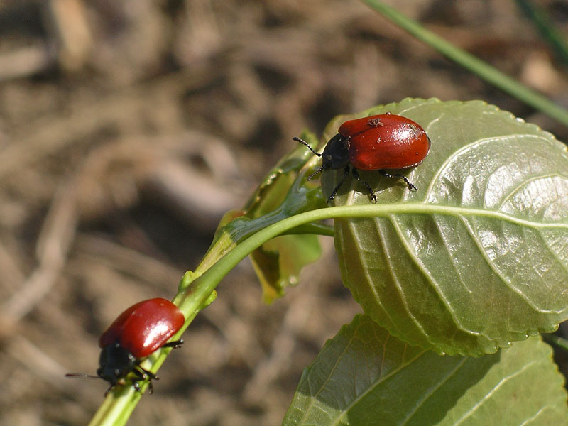 Crisomelidi da identificare: Chrysomela populi